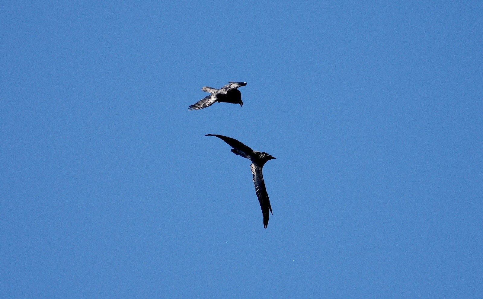 Corvus corax [gara di acrobazia (amorosa?)]